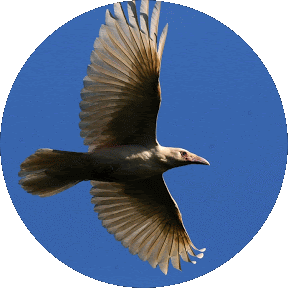 Raven's Eye
