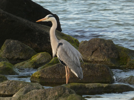 Ein Reiher steht an der West-Mole in Warnemünde. Bemooste / bealgte Steine. Er steht im Spülsaum und schaut nach links. Man sieht die Warnow im Hintergrund.