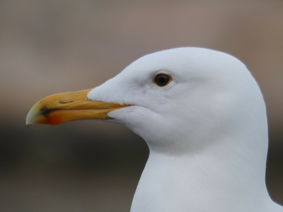 Porträtfoto einer Möwe. Weißes Gefieder, schwarze Augen mit gelbem Rand. Gelber Schnabel mit einem roten Fleck. Hintergrund unscharf.