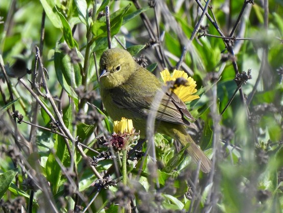 A bird sits gracefully on a branch of a tree, surrounded by lush green leaves.