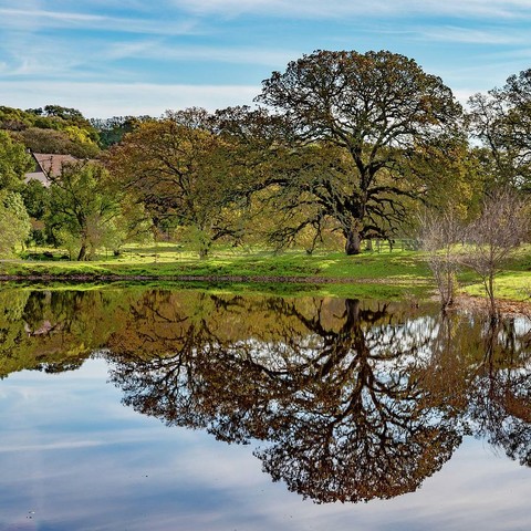Rockville Reflection

This image was captured at Rockville Regional Park just outside of Fairfield, Ca. 
This is a square format image. The foreground is of a seasonal pond. There is absolutely no wind when I captured this image and the pond is completely still creating a mirror effect, reflecting everything without a ripple.
On the right edge of the image the top part of the pond comes into view. This follows around to the left side of the image. 
Beyond the pond the grass is growing a brilliant green as the area has had plenty of rain. 
Onn the right is a large oak tree that towers a good 10 feet above all the others. This tree as well as others reflect into the pond as does the sky with wispy clouds covering.