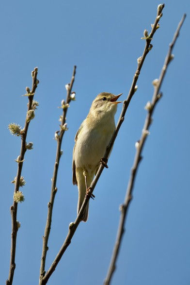 Willow Warbler warbling