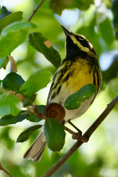 a yellow and black striped bird embedded in dense green foliage.