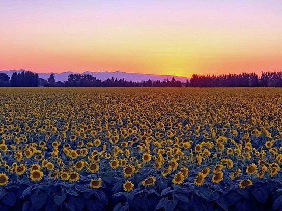 Sunflowers At Sundown

Captured off of Highway 80 between Davis and Dixon California.
This is a field of sunflowers close to harvest time. The field in view is many, many acres of sunflowers extending in both directions beyond the frame of the image.
The field ends at the tree line maybe a couple of hundred yards back into the image.
Beyond the tree line are the Vaca Hills and beyond that are the brilliant colors of the sun that just fell below the horizon. The yellow in the sky matches the large blooms of the sunflowers.