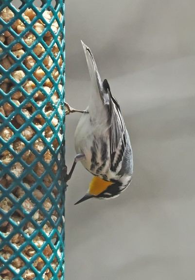 The yellow throated warbler is a tiny, quick bird. Unlike most other warblers, it will frequent the suet feeders. It will stay in my yard and raise young, which it teaches to eat suet.