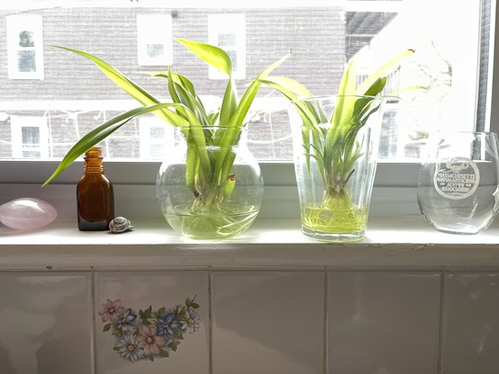 A windowsill with two spider plant-lings taking root. The plant on the left is in a small spherical glass vase. The one on the right is in a beveled drinking glass.  Light is shining through the window and through the plants making them glow. Their spidery tangled roots hang down into an inch of water in the bottom of each glass. To the left of the plants is a small polished quartz stone, a small glass medicine bottle I found in the backyard (probably from the 1940s) and a snail shell. To the right of the plants is a commemorative wine glass from the Massachusetts College of Art and Design.  Below the windowsill is a strip of old-school tiled kitchen backsplash. And through the window my neighbor's building is visible about 40' away, with a view made gauzy by the window screen.