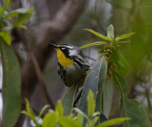 A Yellow-throated Warbler perches facing the photographer but looking toward the left. The bird has a bright yellow throat. Its face has a black patch between the eye and the throat. The back part of its cheek is white. Each side of the belly is filled with thick black markings. The area surrounding the bird is a mixture of green vegetation and out-of-focus branches.