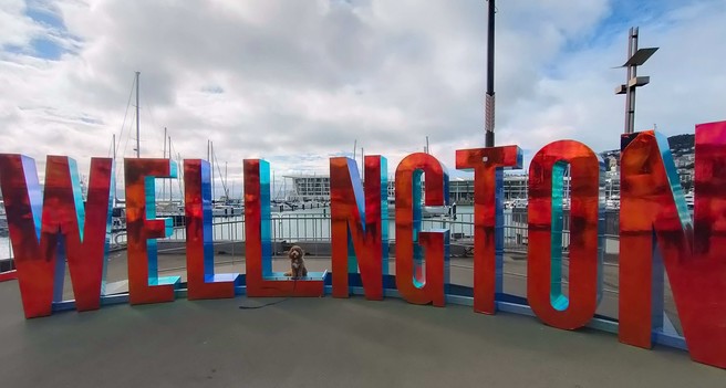 Putting the 'i' into Wellington, doggo style. A tiny ginger cavoodle called Delta sits amongst a large art installation - the word WELLINGTON in 2.5m high shiny dichroic letters. The I is missing - the doggo sits in the spot where it should be ☺️