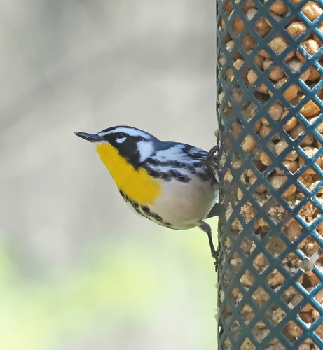 A yellow throated warbler is a tiny bird. It is black and white and gray all over with a striking yellow throat and upper chest. It likes the suet nuggets. I have heard him singing in the yard (he's amazing loud, for such a little guy), but have not seen a mate yet.