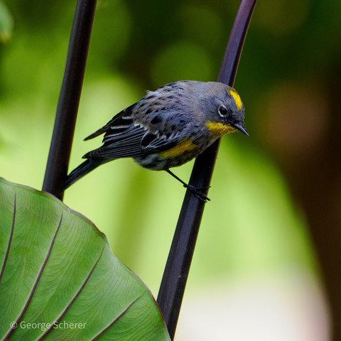 A gray, black, and bright yellow warbler is perched on a purple/brown stalk against and out of focus green background.
