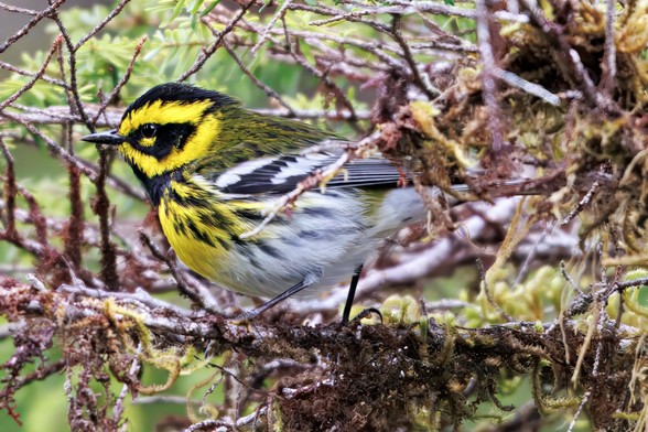 townsend's warbler bird in a tree