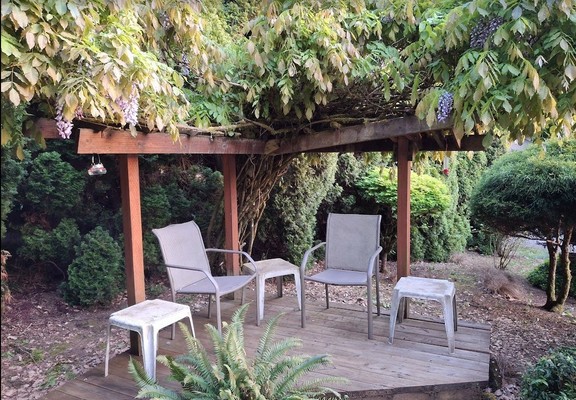A small deck with chairs and tables and an arbor support for a blooming wisteria. There is a volunteer fern in the foreground and a tall arborvitae hedge growing behind. Dry leaves litter the ground.
