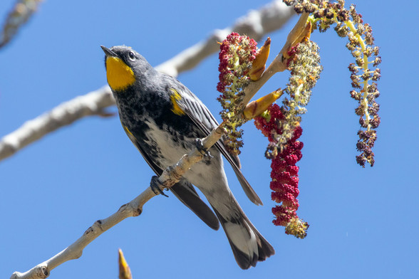 A Yellow-rumped Warbler bird perched on the branch of a tree. It is next to a cluster of red catkin flowers.