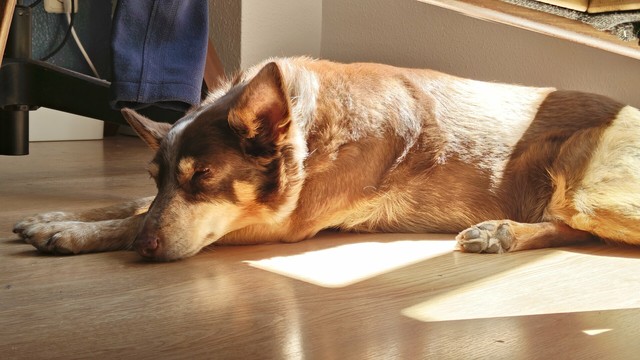 My brown and tan dog lays sleeping on the floor with a ray of sun across her back.