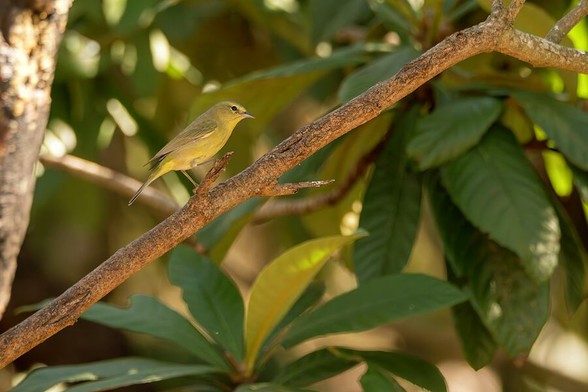 While most birds come flying in and zipping all about, this Orange-crowned Warbler just appeared to be out strolling along the limbs, interspersed with a little foraging for insects along the branches.
A small bird with olive-green plumage perches on a branch, surrounded by lush foliage. Sunlight filters through the leaves, creating a natural and serene setting. Photography by Debra Martz