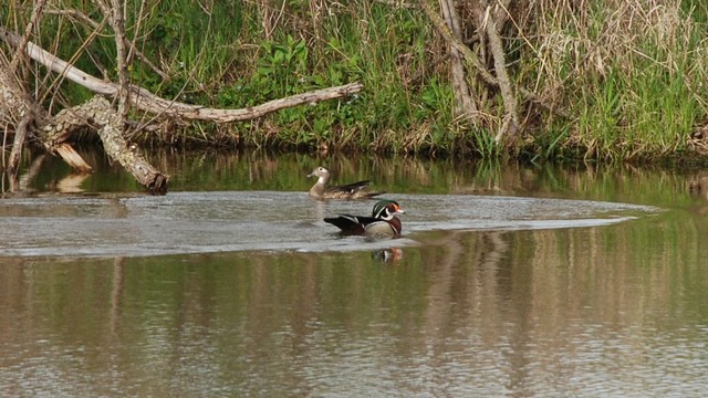 A male and a female duck swim near the far edge of a small farm pond.   The male has colorful markings -- black, white, green, and orange -- on its head.  The female has the same shape as the male, but is drab with a white patches on the throat and around the eye.  I think (hope) they are nesting in my little woods.