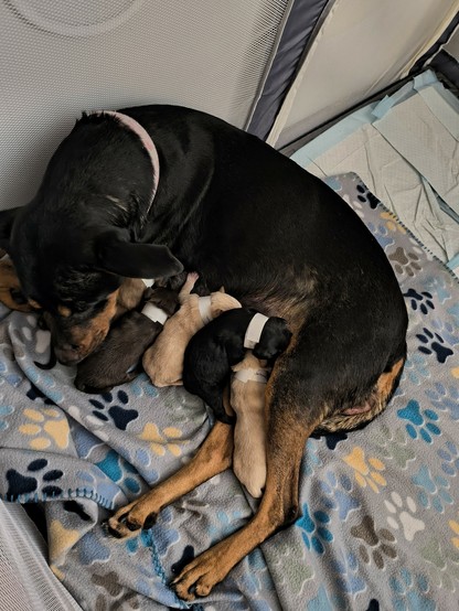 Kamali the medium sized mixed breed dog nurses her five puppies. Kamali is mostly black with brown on her face and legs. There are five puppies, four of which are visible. Two are black and two are tan. They're all laying on a fleece blanket with multi-colored paws on it.