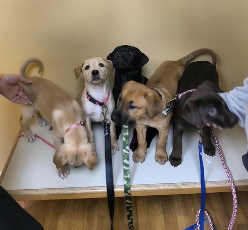Kamali's puppies several weeks after their birth. They're standing on a wooden platform in front of a yellow wall. From left, a tan puppy stands up and looks at his feet, a tan puppy sits down and looks at the camera, a black puppy sits and looks to the side of the camera, a tan puppy with black around her muzzle stands and looks to the side, and a chocolate puppy stands and looks at a person who's scratching his chin.
