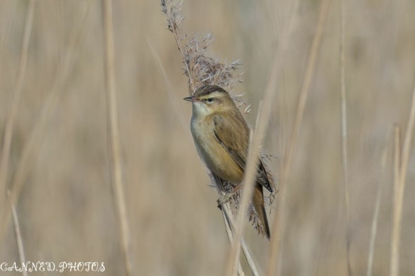 A small brown Sedge Warbler is perched on a vertical reed among tall, dry grasses.
