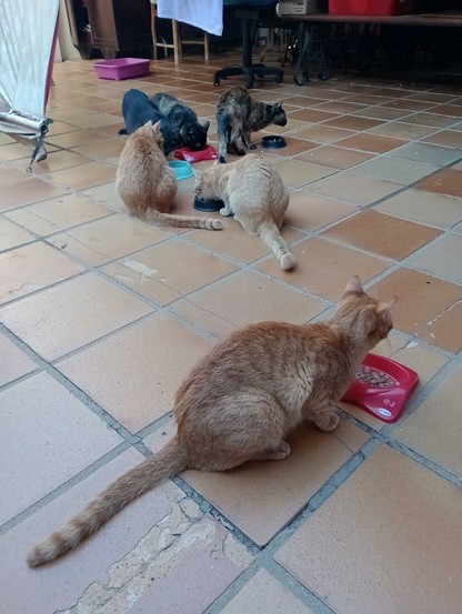 6 cats all in octo's household eating wet food out of various bowls on a lawrge brown tile floor. 3 cats are orange tabbies and 3 cats are black and tortoiseshell