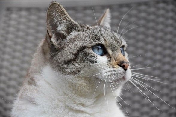 European cat