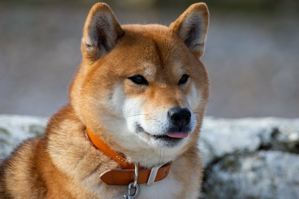 A close-up of a Shiba Inu dog with a reddish coat, wearing an orange collar. The dog is looking sideways with its tongue slightly out, set against a blurred rocky background.