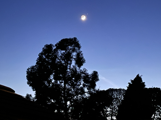 Dusk from my back door, a bright crescent moon in a clear sky above the trees