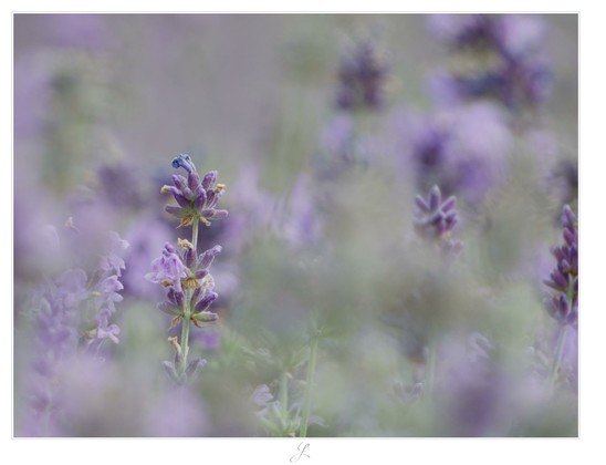 Dreamy Lavender
Close-up of a lavender stalk. The blossom is in focus, the tiny, delicate flowers surround the light green stem. One blue petal can be seen at the tip. The surrounding lavender plants are blurred, the image consists only of soft lavender and green tones.

AI disclaimer: Using my work, its meta data, written or derived description to create media with or train AI based systems is prohibited.