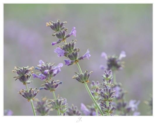 Free hugs
Close-up of some lavender stalks with their tiny, delicate flowers surrounding the light green stem. One stem in the center of the picture is pointing diagonally to the left and the flowers extending to the left and right of its stem look like little arms - as if the lavender seems to be saying "hey, free hugs here". There are blurred lavender plants in the background, the picture consists only of soft lavender and green tones.

AI disclaimer: Using my work, its meta data, written or derived description to create media with or train AI based systems is prohibited.