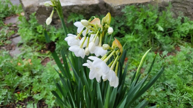 Paperwhite flowers covered with rain drops.