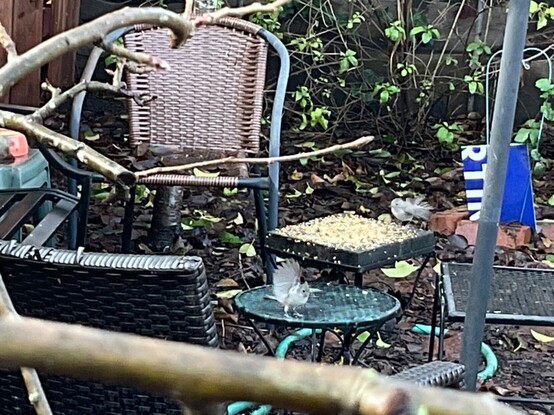 A couple of oak titmouses, which are small gray birds, are flapping their wings as they land on a couple of small tables. One table is covered with bird feed.