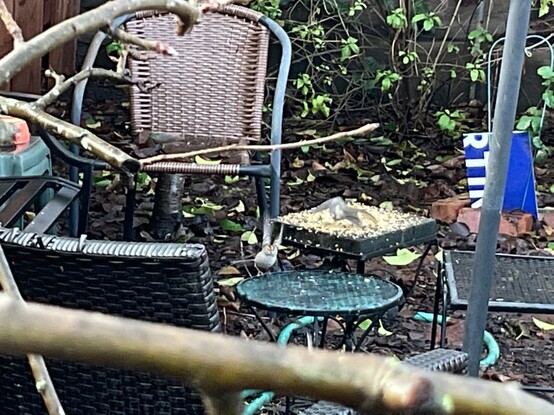 A white crowned sparrow comes in for a landing on a small table. An oak titmouse, sitting on the other table is spooked and has opened his wings to takeoff into flight.