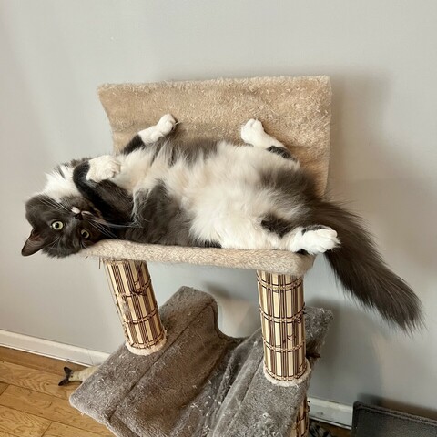 Floofy gray and white cat lying on her back
