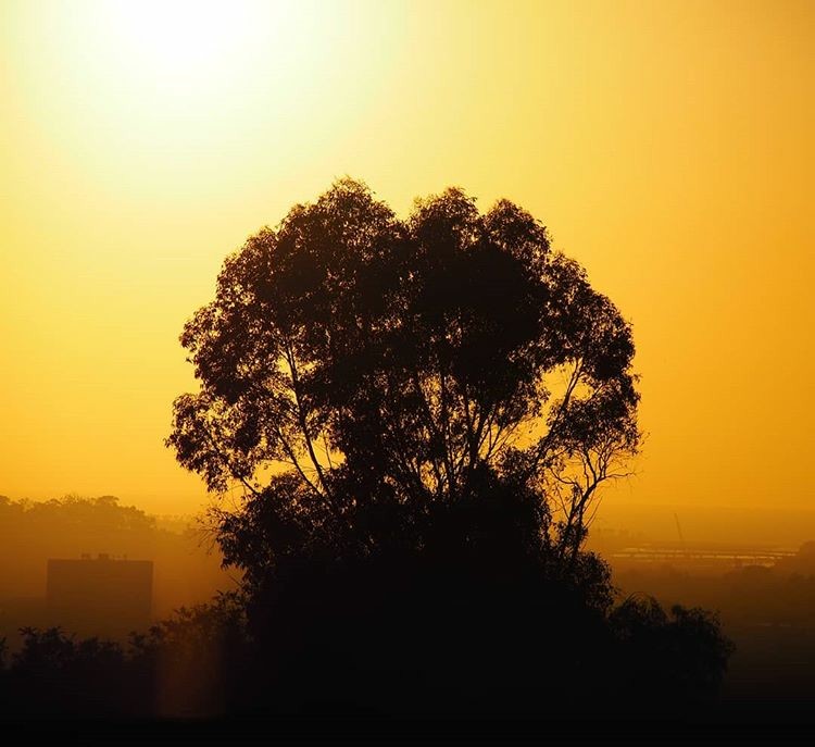 A eucalyptus tree framed by yellow sunlight and fog
