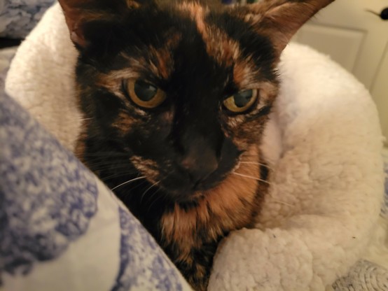 Face of a slightly annoyed tortoise-shell cat surrounded by her fluffy blankets. 