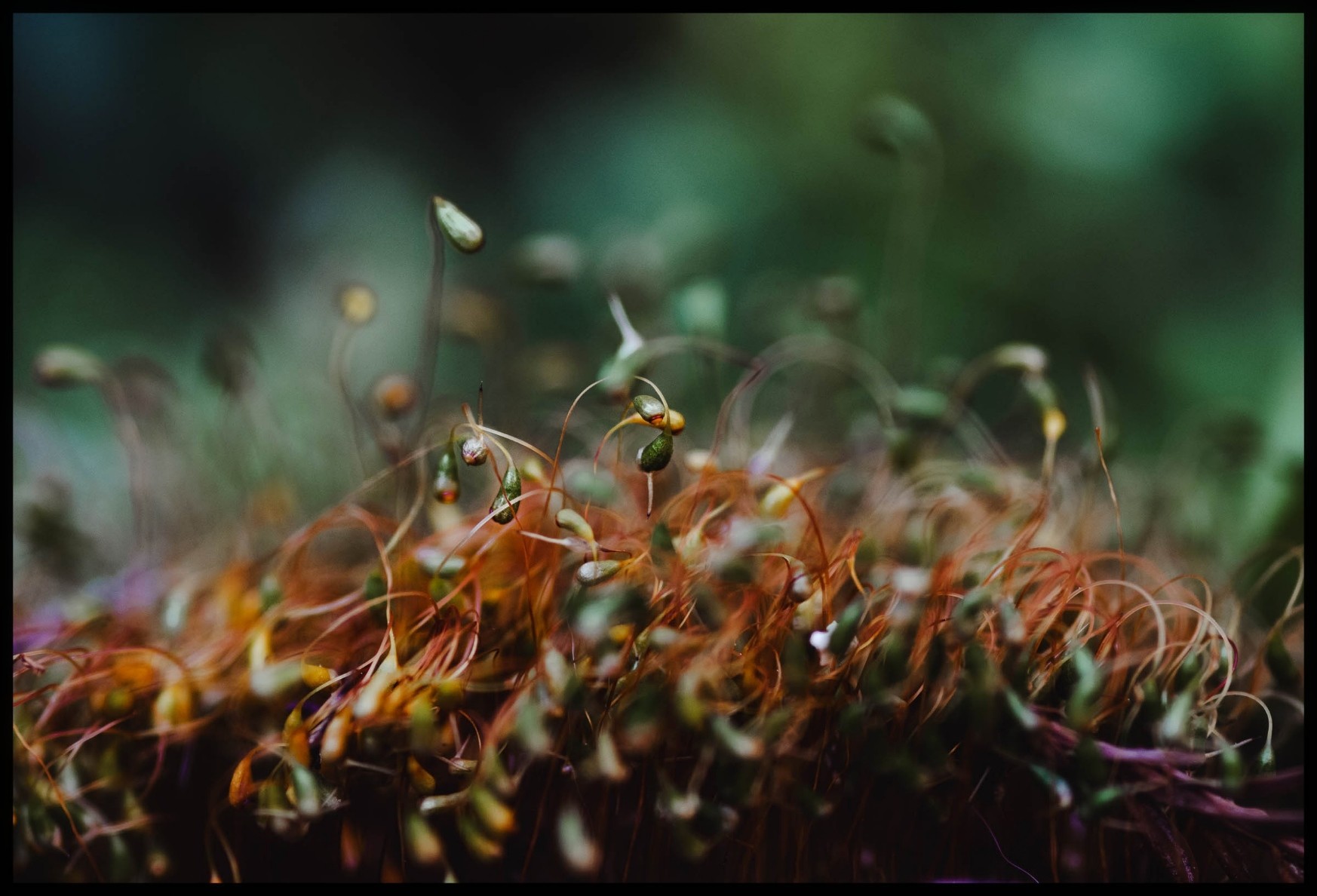 Looking like sprouts for a salad, but orange-stemmed and angry... a clump of moss spore-makers appears to be engaged in battle. Leaping like flames battered by wind, the clump rises up at an angle, in riotous disorder, attacking and shouting like they were staging a bloody coup.

Taken with a Sigma 105mm macro lens at f/2.8, meaning there's lots of blurry shit and only a few focused bits.