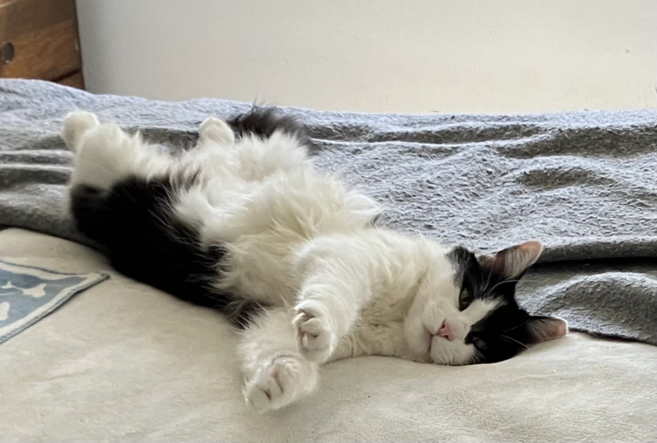 A medium-hair tuxedo cat lying on his back on a bed, but with his head and upper body turned to the side, facing the camera, front paws extended. His white tummy floof looks glorious.