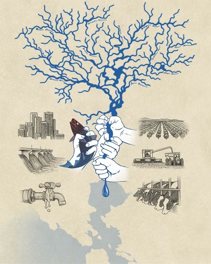 Illustration depicting river flows being diverted away from the Bay, and a Bay salmon struggling