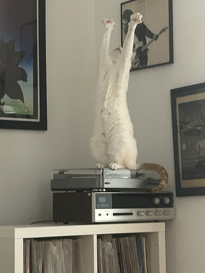 Liberace the single brain cell cat, reaches for the ceiling on top of the turntable. Doors, Springstein and other rock posters decorate the walls behind him. 