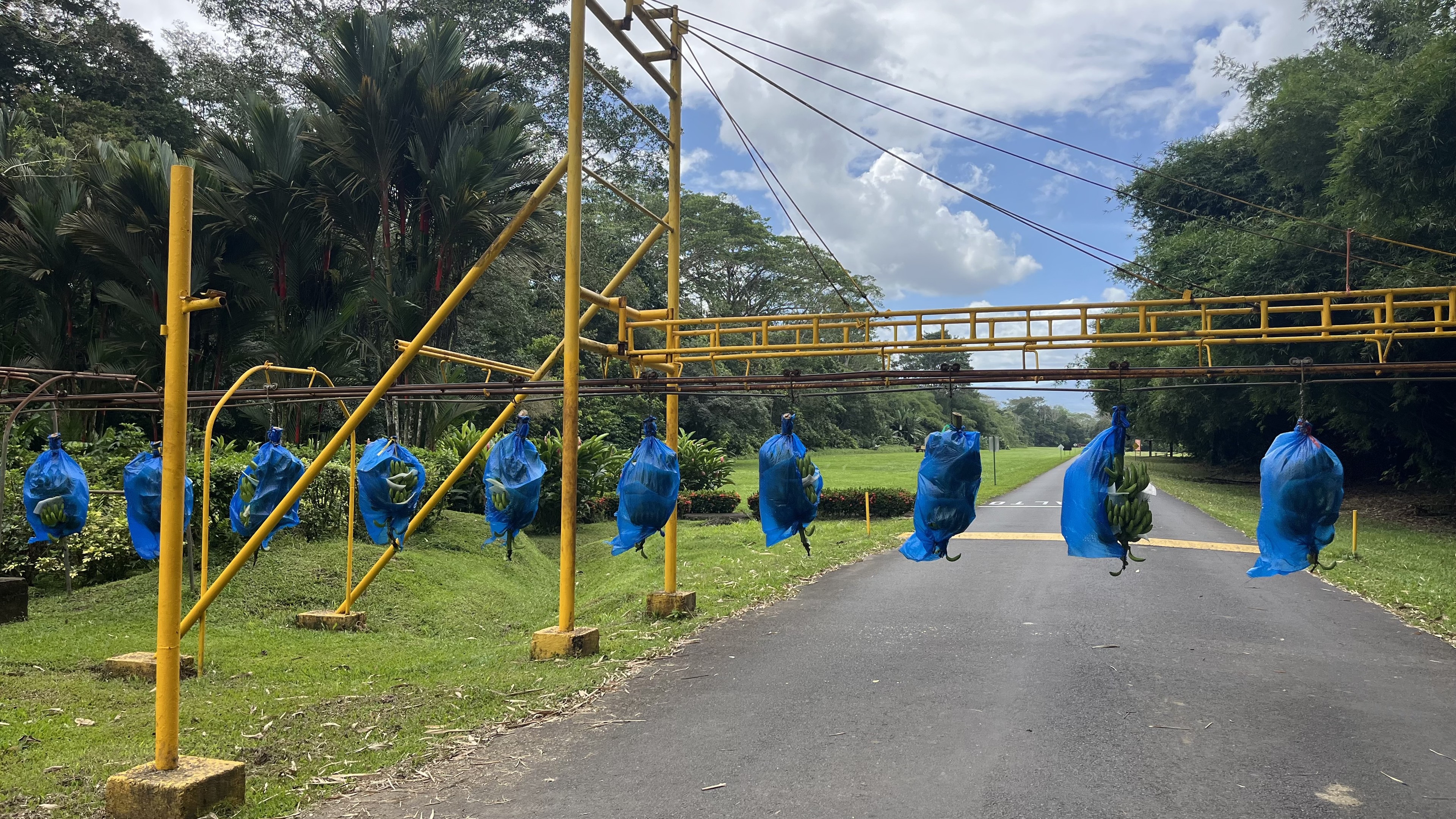 Picture of same hanging moving line transporting bushels of bananas 