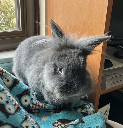 Benny is a small, gray Lionhead rabbit with the perfect amount of floof.