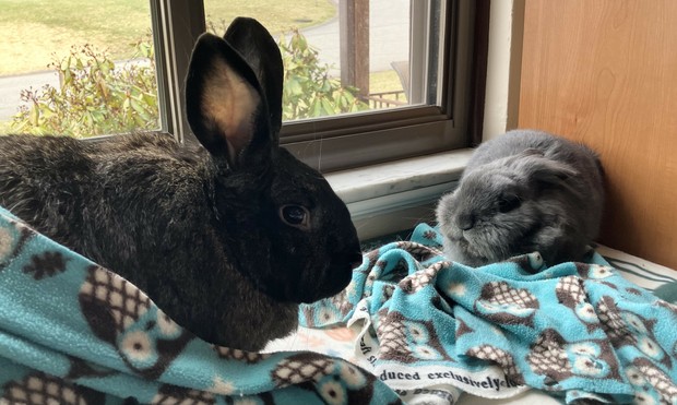 Bramble, large, dark brown, rabbit and Benny, small gray rabbit visiting under the window on a fleece-covered table.