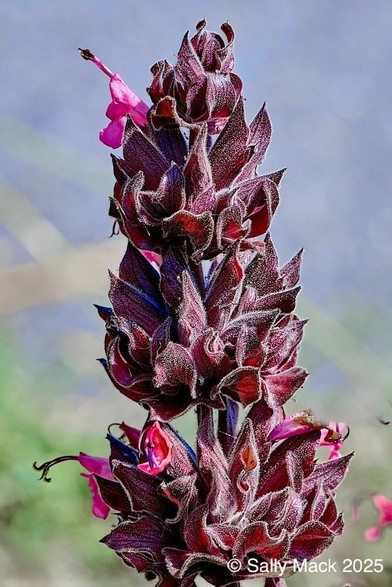 Dark red leaves covered in white fuzz grow on a vertical thick, dark red stem. The leaves are tightly clustered around the stem. On the upper left, the remnants of one pink blossom sticks out. Background is bluish sky.