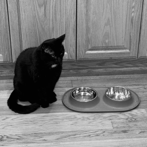Monochrome picture of a black cat sitting patiently by his food and water bowls. Hoping that if he sits here long enough we'll give up and feed him 2nd breakfast