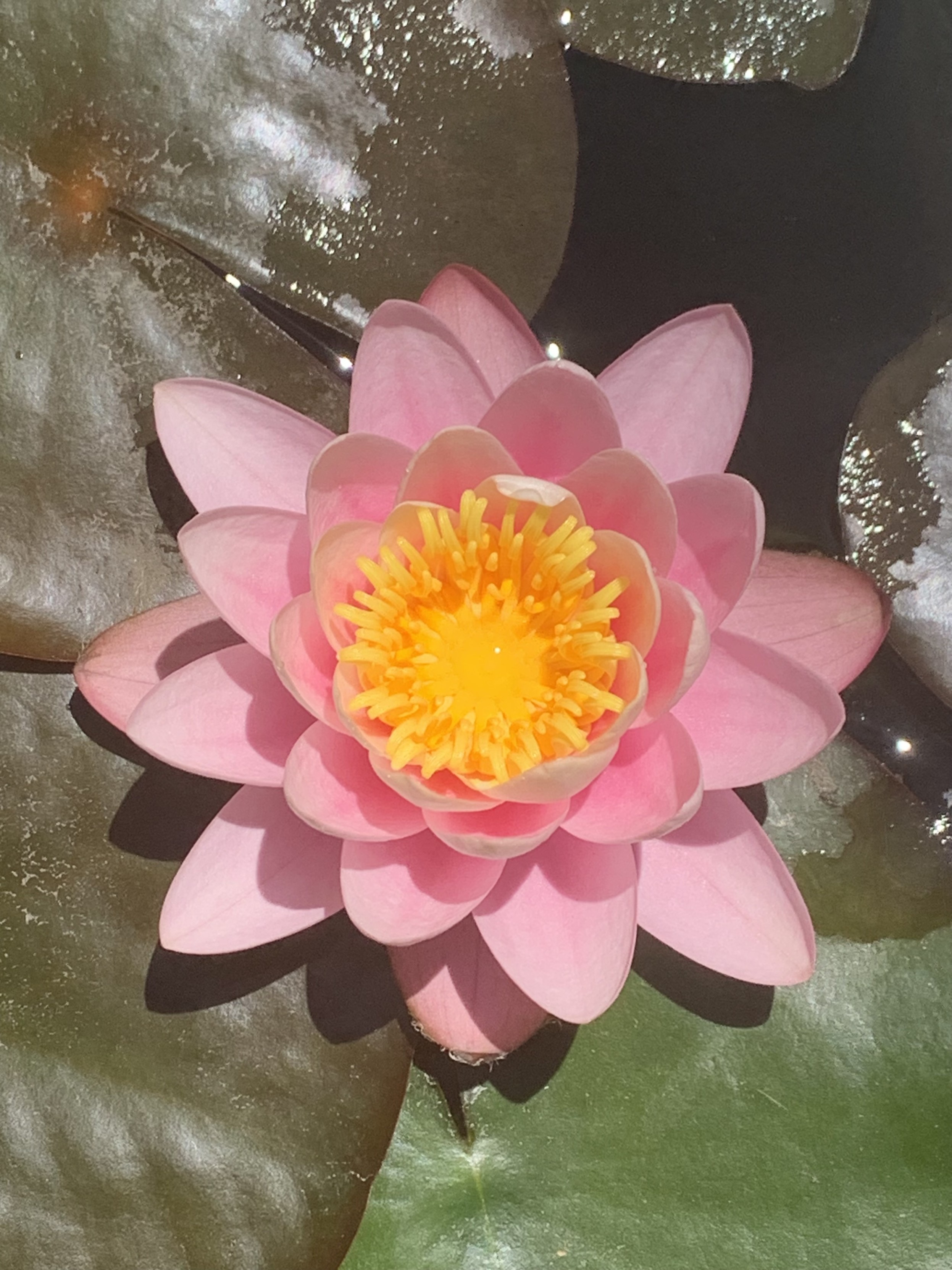 A large lily pad flower is seen from above. The flower has pink petals and an orange center.