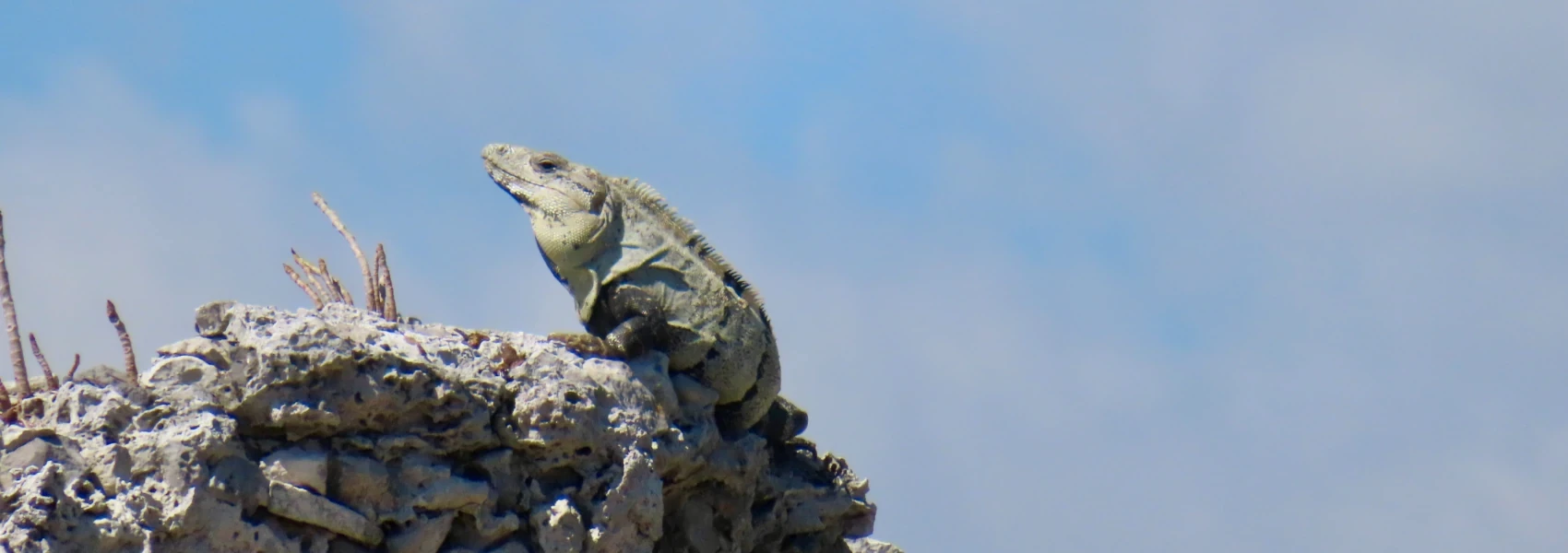 A majestic iguana perches atop a white stone wall, its body raised up against a pale blue sky.