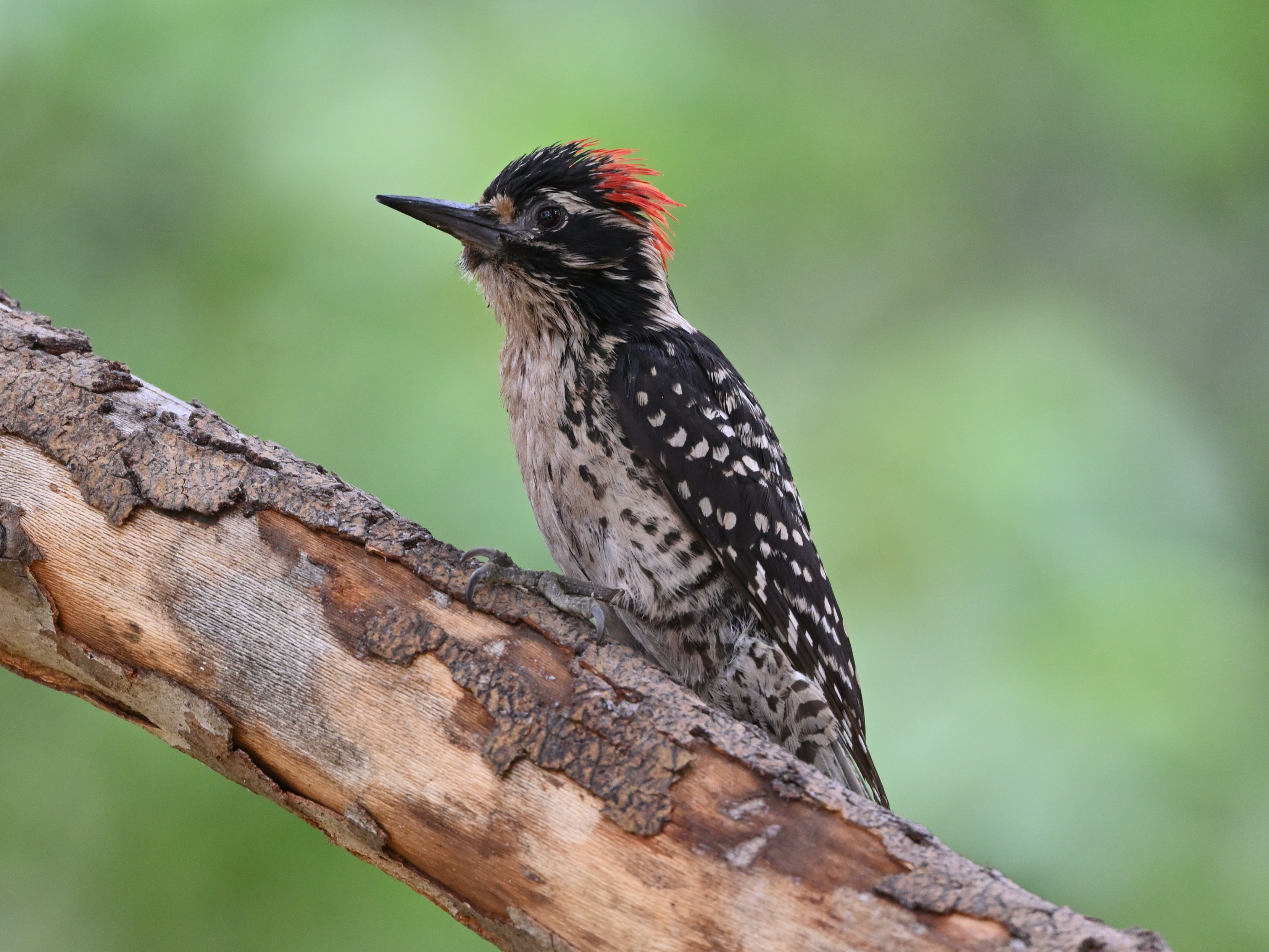 A male Nuttal's Woodpecker is on a sycamore branch looking left. The red crown feathers are poking up so you can see them individually. The back is black with white dots and the underside is white with black dots.