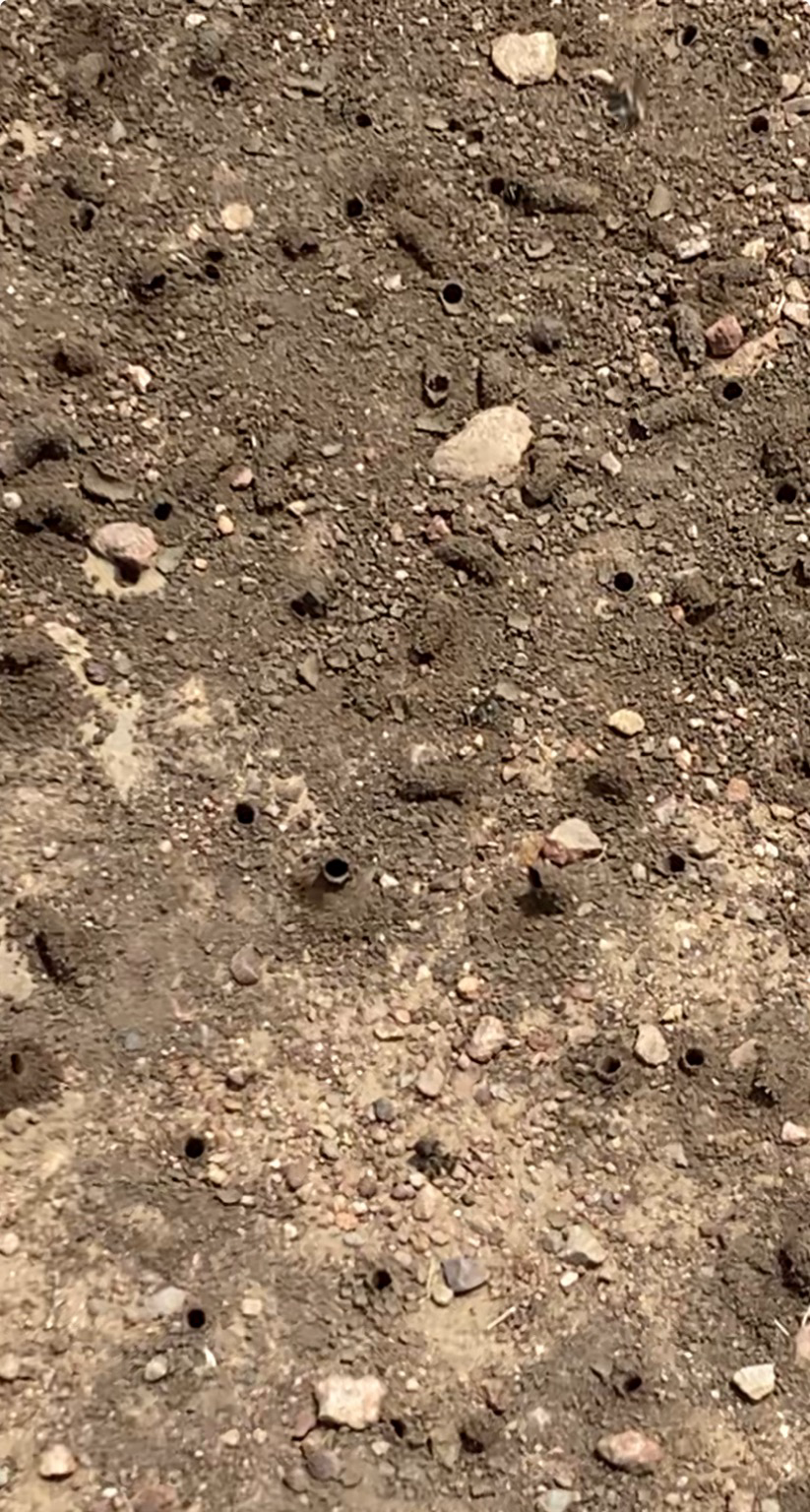 A cluster of holes, some with mud buildup around the edges, forming tubes. Bees of some kind fly around. 