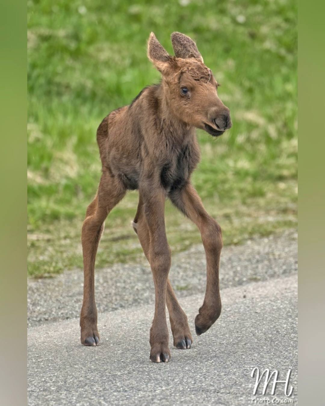Little moose calf walking across the road. Little moose calf walking across the road.