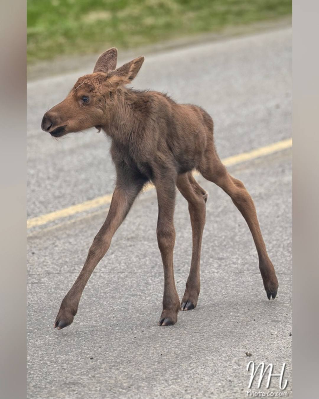 Precious moose calf walking IN the road! Precious moose calf walking IN the road!
